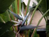 Strelitzia nicolai