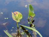 Calla palustris. Листья в начале увядания. Московская обл., Железнодорожный, р. Чёрная, у моста. 17.09.2014.