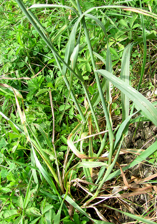 Image of Phleum pratense specimen.