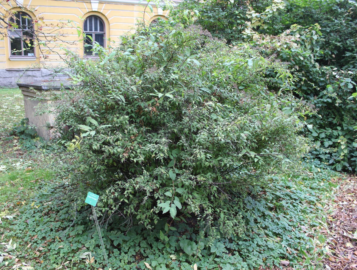 Изображение особи Spiraea rosthornii.