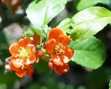 Chaenomeles japonica