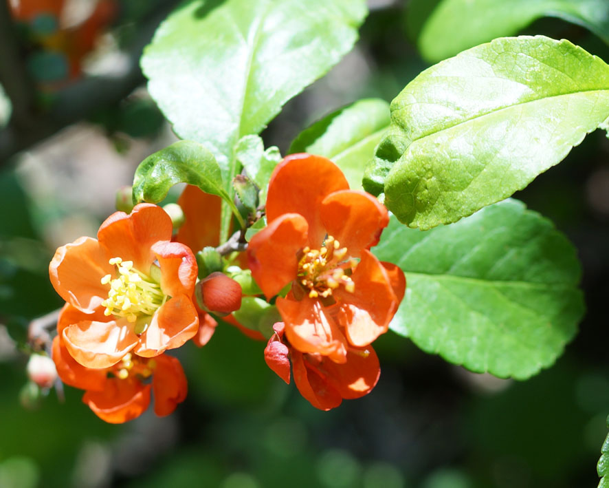 Image of Chaenomeles japonica specimen.