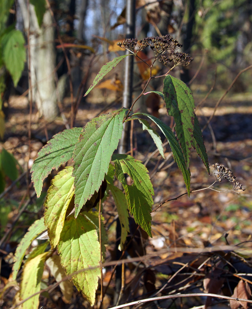 Image of Spiraea blumei specimen.