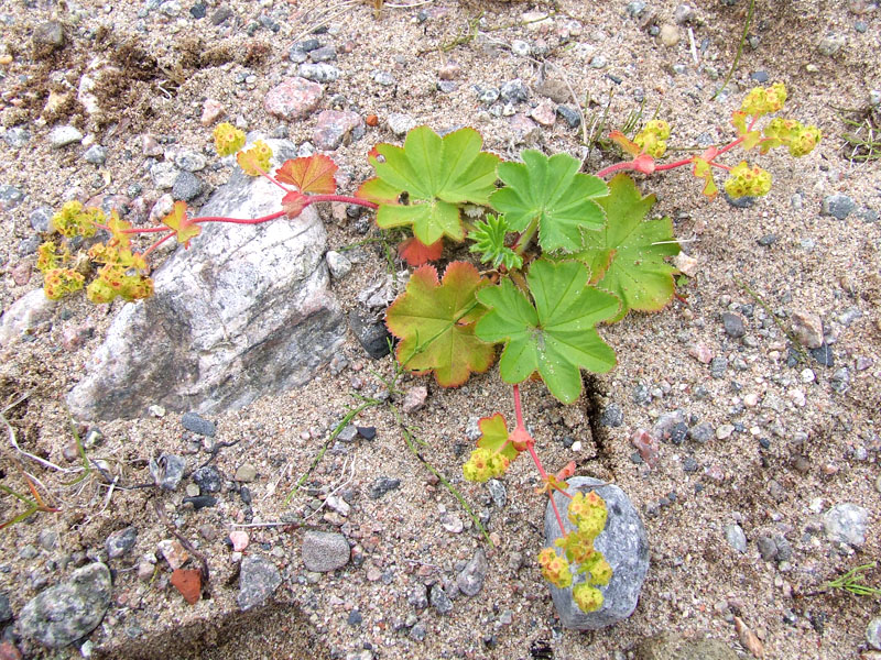 Изображение особи род Alchemilla.