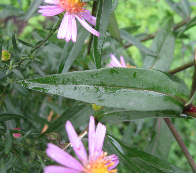 Image of Symphyotrichum &times; versicolor specimen.