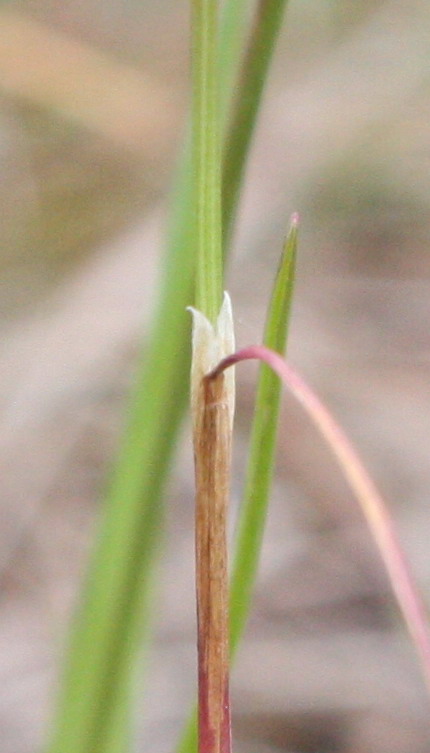 Image of Avenella flexuosa specimen.