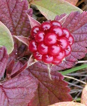 Изображение особи Rubus arcticus.