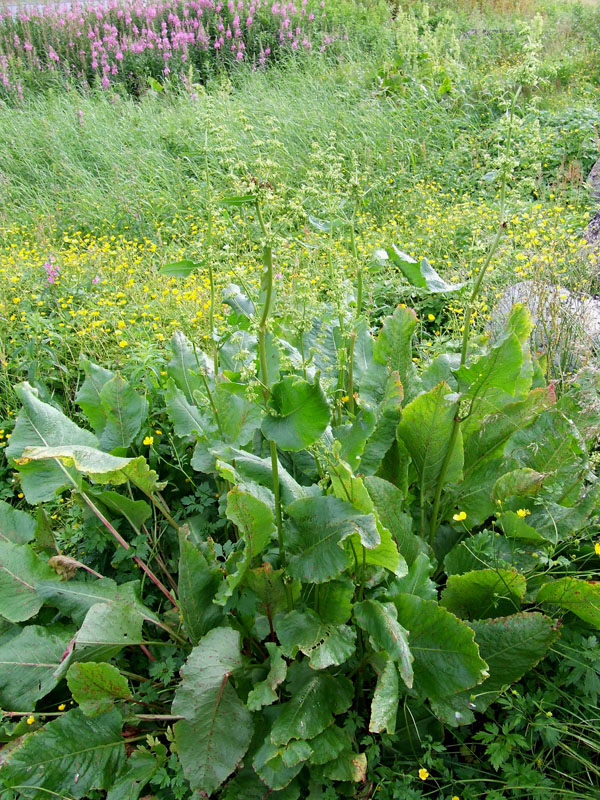 Image of Rumex confertus specimen.