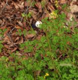 Corydalis ochotensis