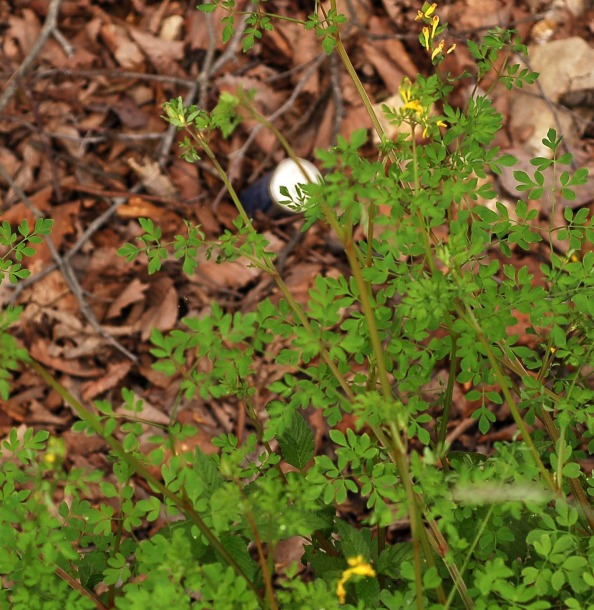 Изображение особи Corydalis ochotensis.