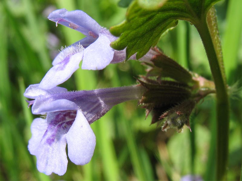 Image of Glechoma hederacea specimen.