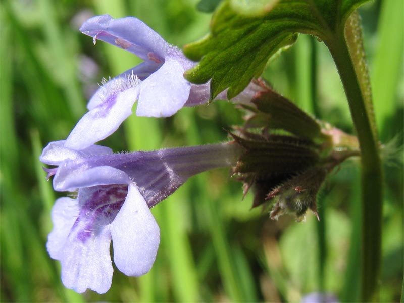 Изображение особи Glechoma hederacea.