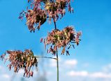 Dactylis glomerata