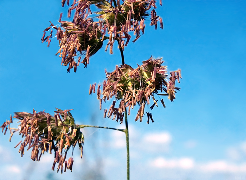 Изображение особи Dactylis glomerata.