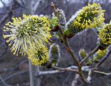 Salix lanata. Мужские соцветия. Кольский п-ов, Восточный Мурман, окр. Туманный, берег р. Воронья. 13.06.2009.