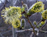 Salix lanata