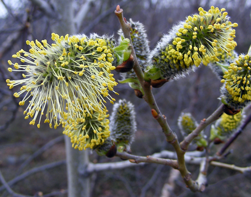 Image of Salix lanata specimen.