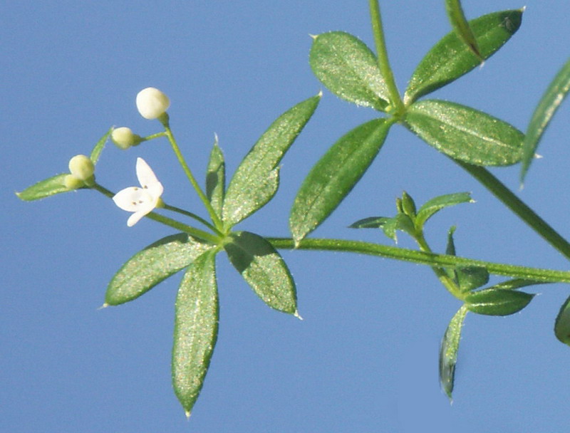 Изображение особи Galium uliginosum.