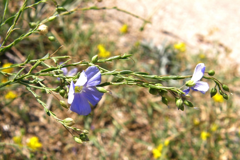 Изображение особи Linum austriacum.