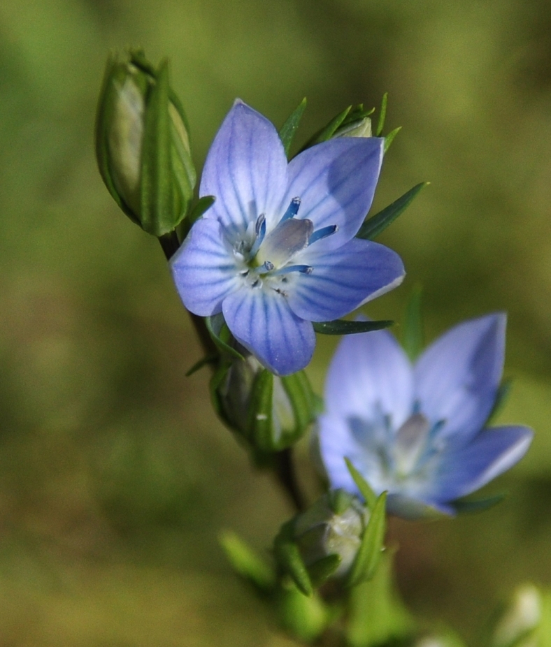 Изображение особи Lomatogonium rotatum.