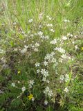 Cerastium subciliatum