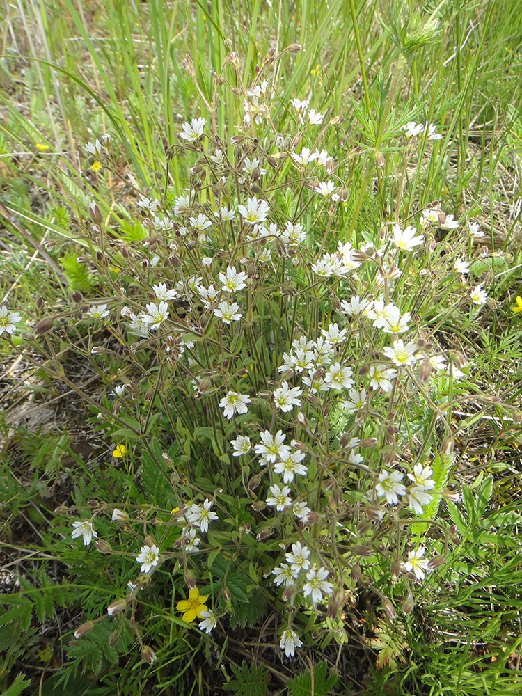 Изображение особи Cerastium subciliatum.