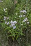 Saponaria officinalis f. pleniflora