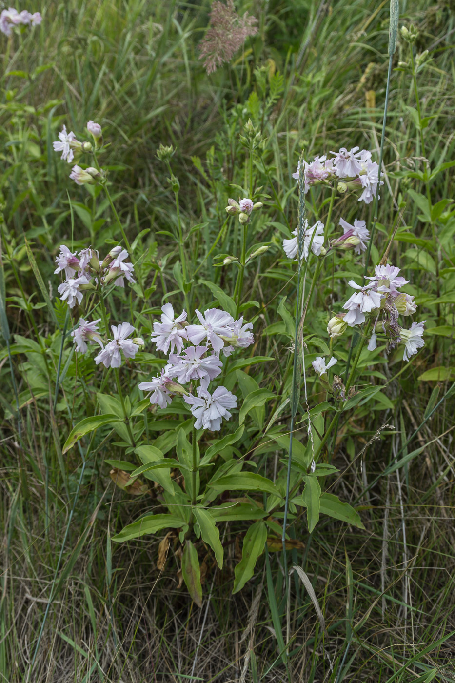 Image of Saponaria officinalis f. pleniflora specimen.