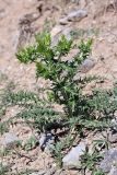 Cousinia minkwitziae. Зацветающее растение. Южный Казахстан, горы Алатау (Даубаба), Западное ущелье. 15.05.2014.