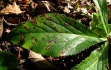 Helleborus caucasicus. Часть листа с поражениями. Краснодарский край, Сочи, окр. Мацесты, широколиственный лес. 18.02.2015.