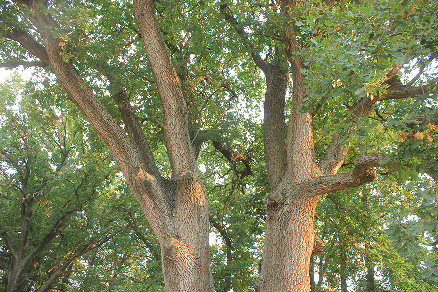 Изображение особи Quercus robur.