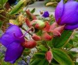 Tibouchina urvilleana. Соцветие. Франция, Лазурный Берег, Ментона, Променад-дю-Мер, в культуре. 21.07.2014.