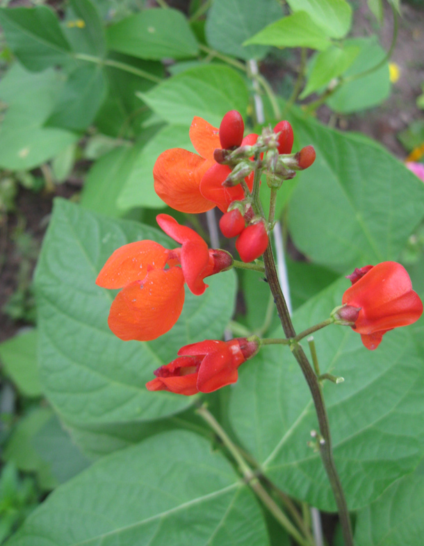 Изображение особи Phaseolus coccineus.