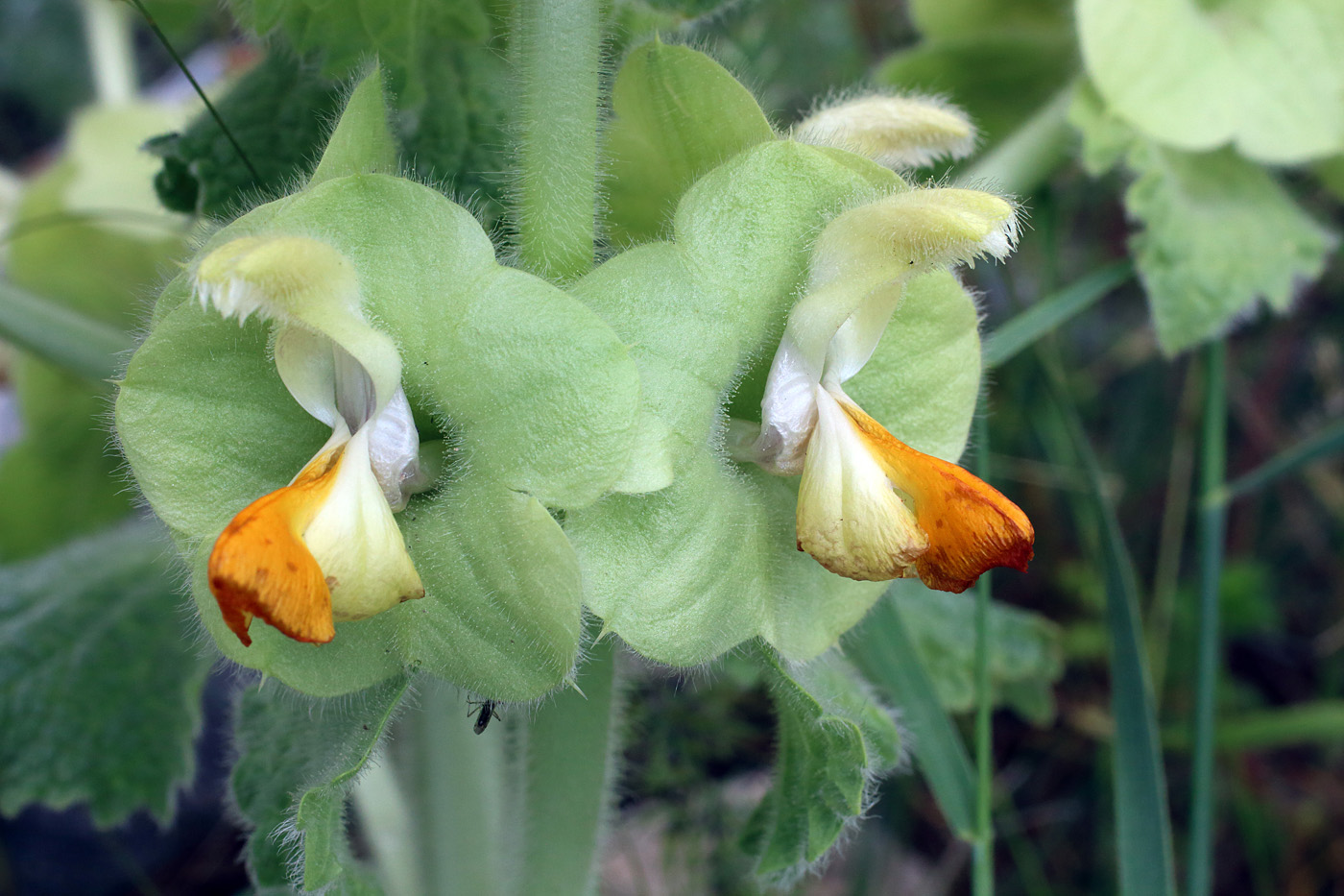 Image of Eremostachys isochila specimen.