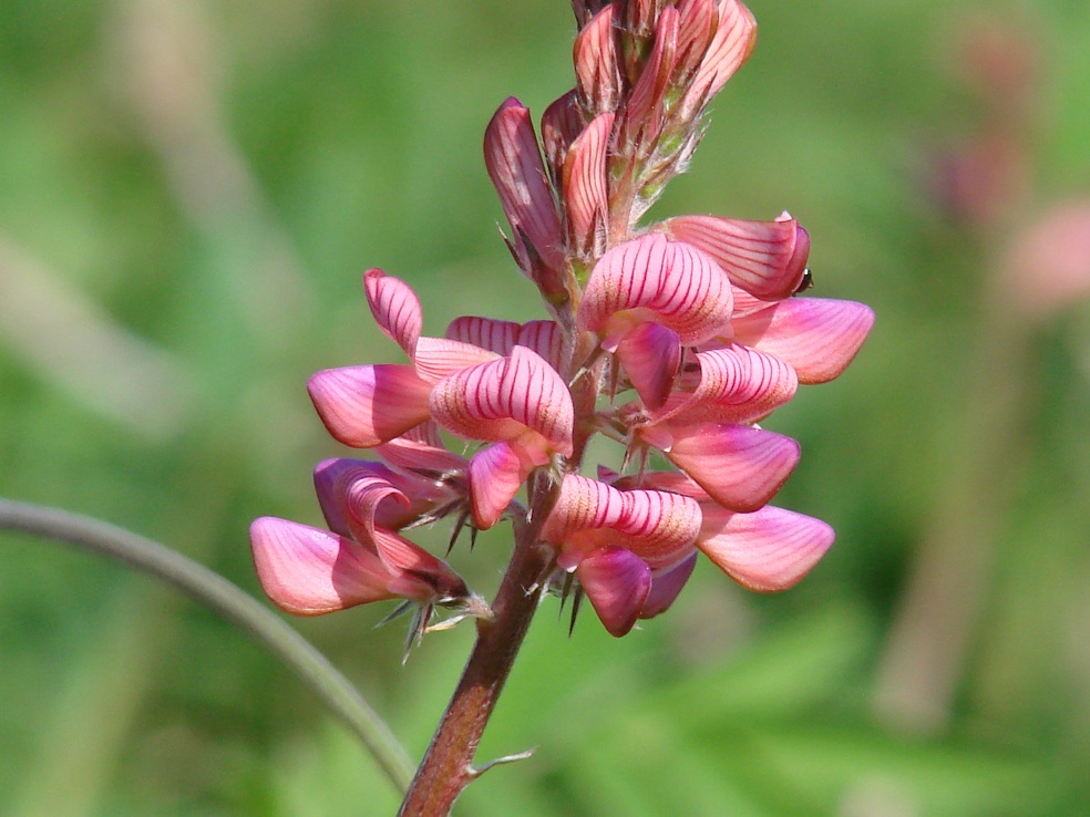 Image of Onobrychis sibirica specimen.