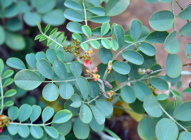 Изображение особи Indigofera coerulea.