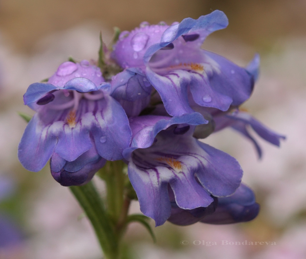 Image of Penstemon hallii specimen.