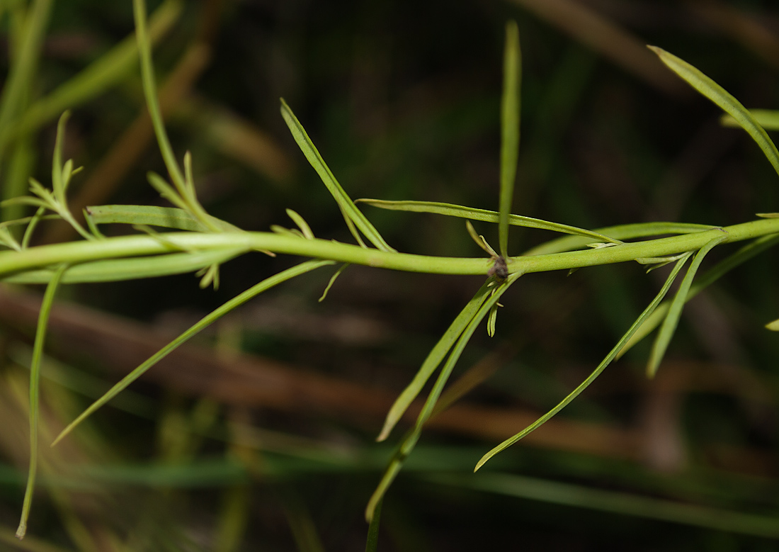 Изображение особи Linaria vulgaris.