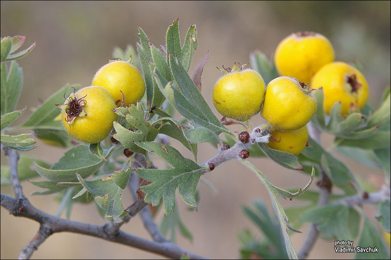 Image of Crataegus pojarkovae specimen.