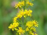 Solidago virgaurea подвид dahurica. Часть соцветия. Иркутская обл., Иркутский р-н, долина р. Иркут. 09.08.2014.