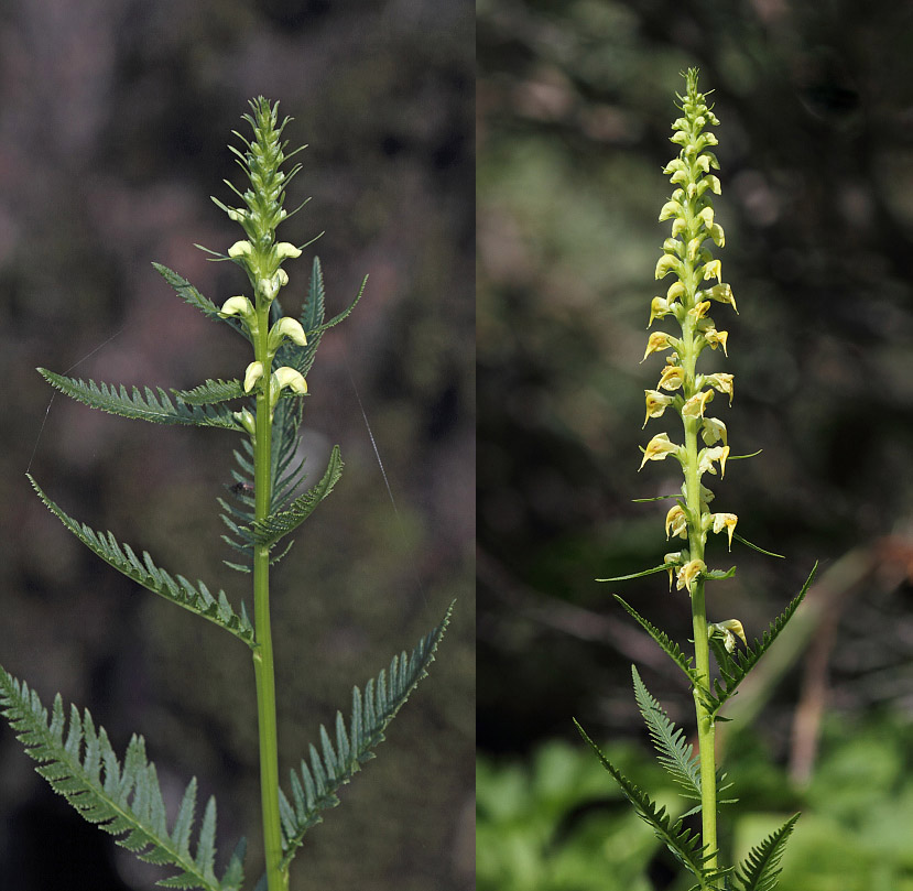 Изображение особи Pedicularis incarnata.