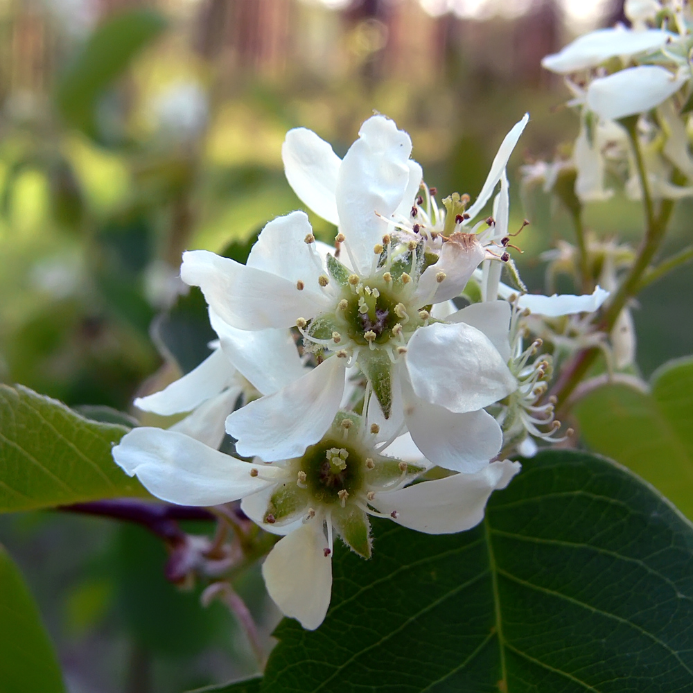 Изображение особи Amelanchier spicata.