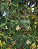 Sesbania grandiflora. Верхушка ветви с цветками и бутонами. Андаманские острова, остров Нил, в поселке. 02.01.2015.