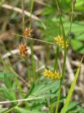 Carex viridula. Часть побега с плодами. Иркутская обл., Иркутский р-н, окр. с. Смоленщина, заболоченный берег р. Иркут. 10.07.2015.