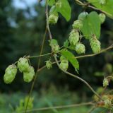 Humulus lupulus. Часть побега с соплодиями. Калужская обл., ст. Думиничи, заросль на используемом под выпас суходольном лугу. 18.08.2009.