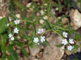 familia Boraginaceae