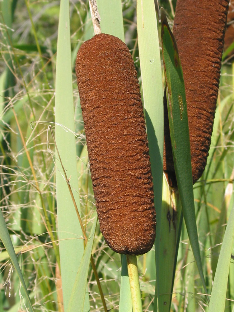 Изображение особи Typha latifolia.