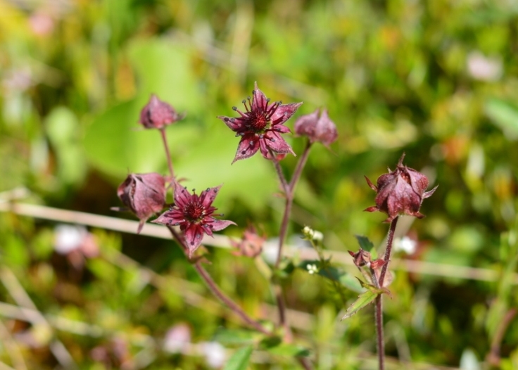 Image of Comarum palustre specimen.