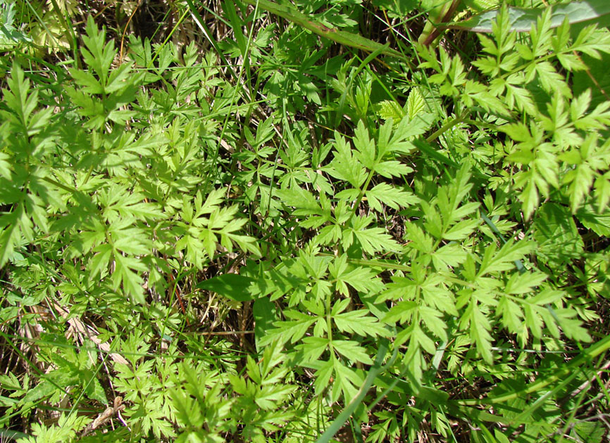 Изображение особи Anthriscus sylvestris.