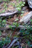 Pyrola chlorantha